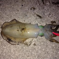 エギ王Kが大活躍